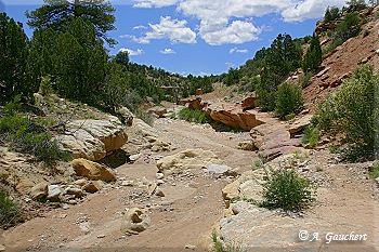 Flussbett